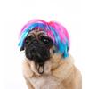 Are 10 Here Suggested Titles For The Pet Wig Product Based On The Information Provided