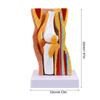 Educational Model Human Knee Joint Anatomy Model Teaching Aid Flexible Knee Joint Model for Science Education