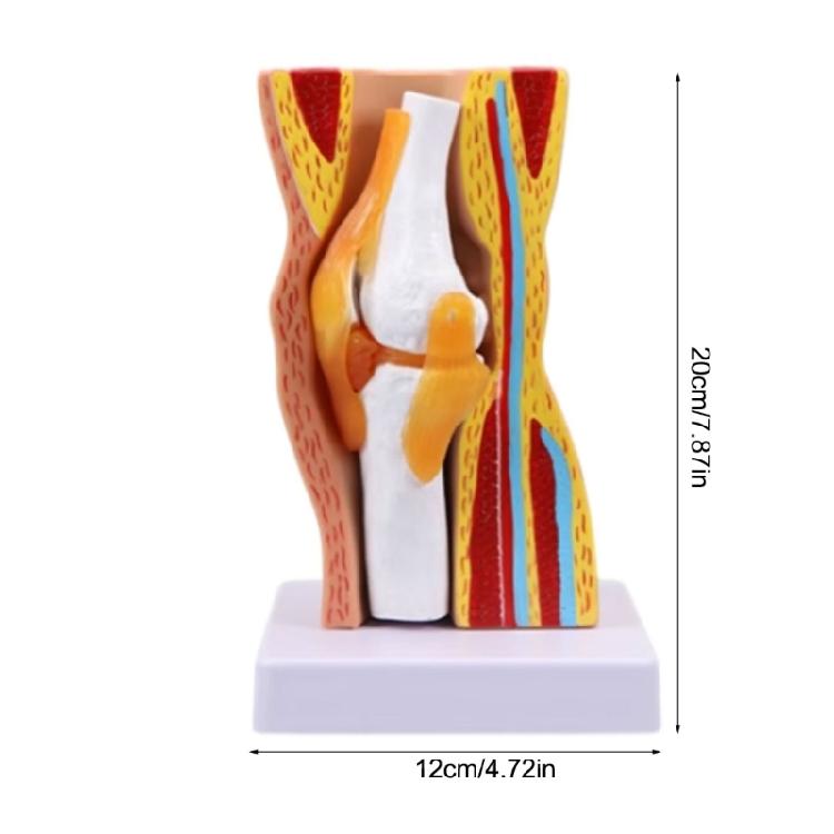 Educational Model Human Knee Joint Anatomy Model Teaching Aid Flexible Knee Joint Model for Science Education