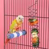 Parrot Feeder Spiral Design Bird Feeder Toy Easy Installation Hanging Bird Feeding Tool Bird Supplies