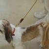 We Original All Leather Collar Brown GOOD MANNERS DOG SERIES - (L) /