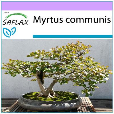 Bonsai - Vero Mirto - 30 semi - Myrtus communis