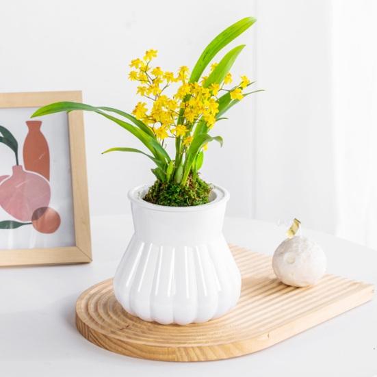 Self-watering Flowerpot with Self-absorbing Cotton Rope Creative Plastic Plant Pot Indoor