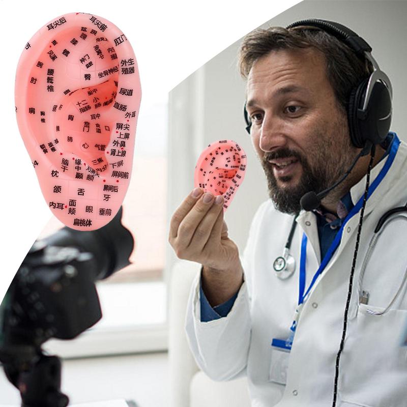 Model Zonă Reflexă Ureche Model de Afișare Anatomie Ureche Zonă Reflexă Recuzită pentru Prelegeri în Clasă Școlară Ajutor Didactic pentru Începători Până la Profesioniști