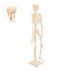 Human Skeletal Model ABS Human Bone Model with Detachable Function Simulation for Anatomy and Research