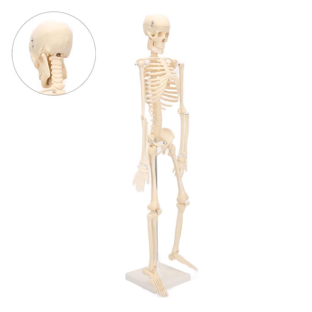 Human Skeletal Model ABS Human Bone Model with Detachable Function Simulation for Anatomy and Research