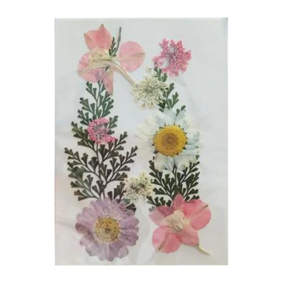 10 Pcs Pressed Dried Flowers Flat Real Dried Blooms All-Natural Colored Dried Flowers for DIY Crafts Scrapbooking Face Decoration