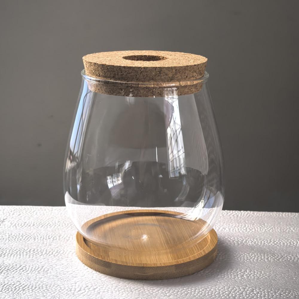 Transparent Tabletop Plant Vase with Wooden Tray Mini Terrarium Glass Planter  Botanical Display