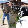 Household Farming Grass Shredder Knife Blades Manual Chaff Cutter Blades Home Adjustable Thickness Blades Replacement Supplies