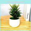 Fake Succulent Plant Pot With Pvc Material For Home Decor And Office Display
