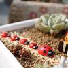 50 st Hot tecknad mini nyckelpiga mossa mikro landskap Fairy Garden Dekor prydnadsföremål DIY ornament