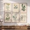 Botanical Vintage Prints Painitng Decoration Botanical Fern Wall Art Posters Modern Flower Wall Art Gift Print Home Room Decor
