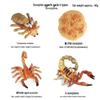 Children's Cognitive Toys: Frog Tadpole Growth Cycle Models
