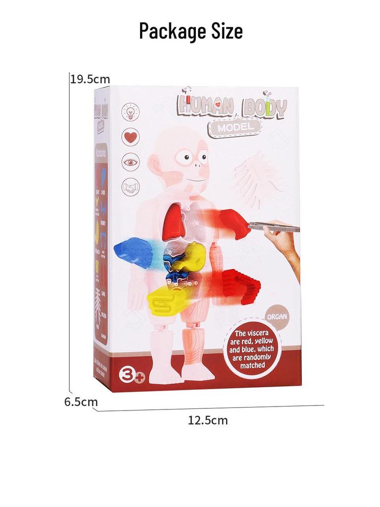 DIY Human Organ Model Puzzle for Kids - STEAM Educational Toy
