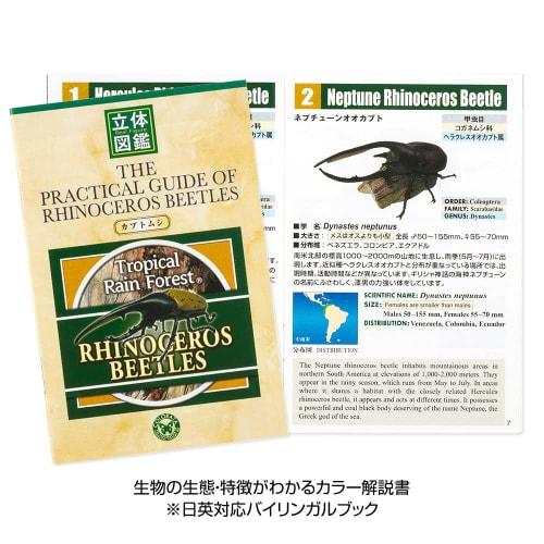 Carolata 3D Illustrated Rhinoceros Beetle Figures (6 Types / Includes Instruction Manual) Realistic Toys (Educational Toys) Birthday Gift Present (Foo