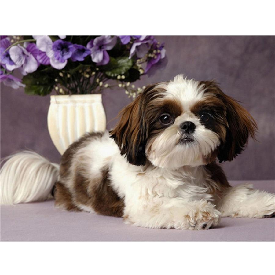 

5D DIY Набор для алмазной живописи Милая собака Фотографии Стразы Алмазная вышивка Пол Мозаика Животное Домашний декор Full Round 30x40cm