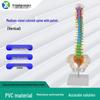 Medium Human Vertebrae Model - Vertical Wall-Mounted Teaching Tool
