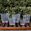 Flowerpot Transparent PP Blueberry Planter Pot for Phalaenopsis Hydroponics Hot Plants Self-Watering