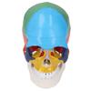 Skull Model Life Size 3 Part Colored Detachable Human Skull Anatomical Model with Color Chart for Teaching and Learning