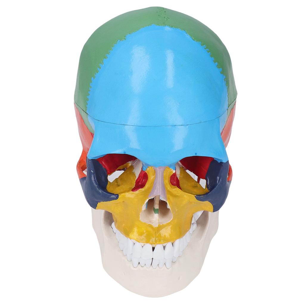 Skull Model Life Size 3 Part Colored Detachable Human Skull Anatomical Model with Color Chart for Teaching and Learning