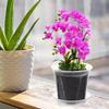 Clear Plastic Orchid Pot with Drainage Holes –  Rooting Pot for Phalaenopsis & Moss Plants