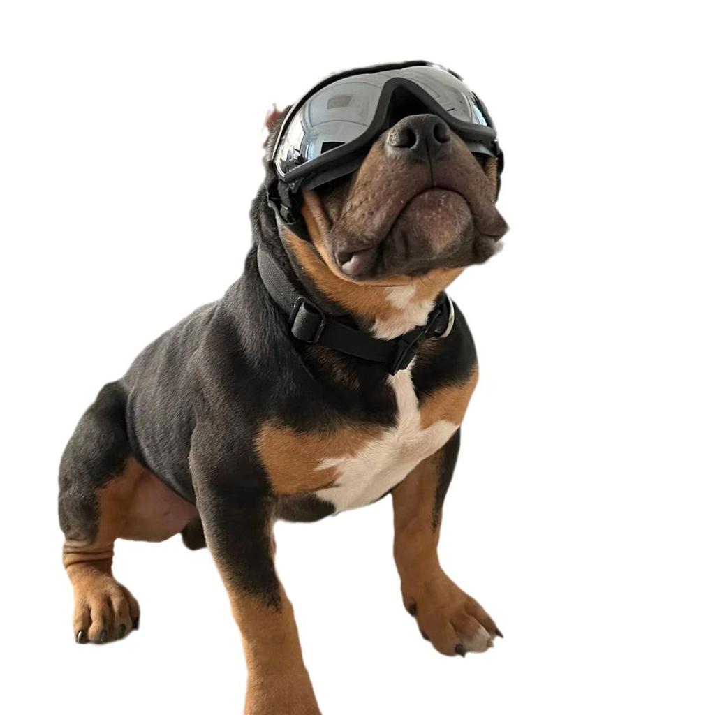 Windproof Puppy Sunglasses: Sun Protection Goggles for Small Dogs