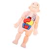 Human Body Structure Model Detachable Torso Organ Assembly Toy Anatomical Physiology Model for Education Science Learning