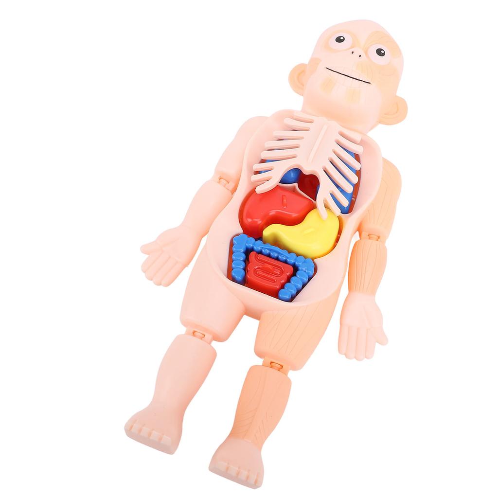 Human Body Structure Model Detachable Torso Organ Assembly Toy Anatomical Physiology Model for Education Science Learning