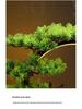 Chinese Style Backflow Incense Burner - Pine Design for Home & Office Décor
