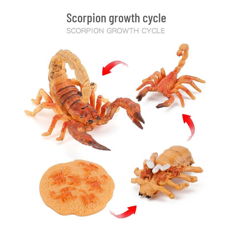 Animal Growth Cycle Models: Chicken, Duck, Goose, Butterfly, Turtle, Frog Montessori Teaching Figurines