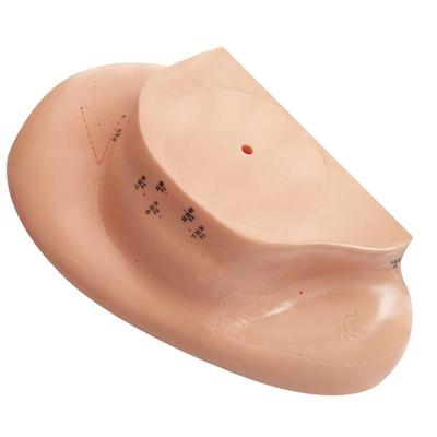 Extra Large 40cm Ear Acupoint Model with Stand for Reflex Zone and Meridian Teaching