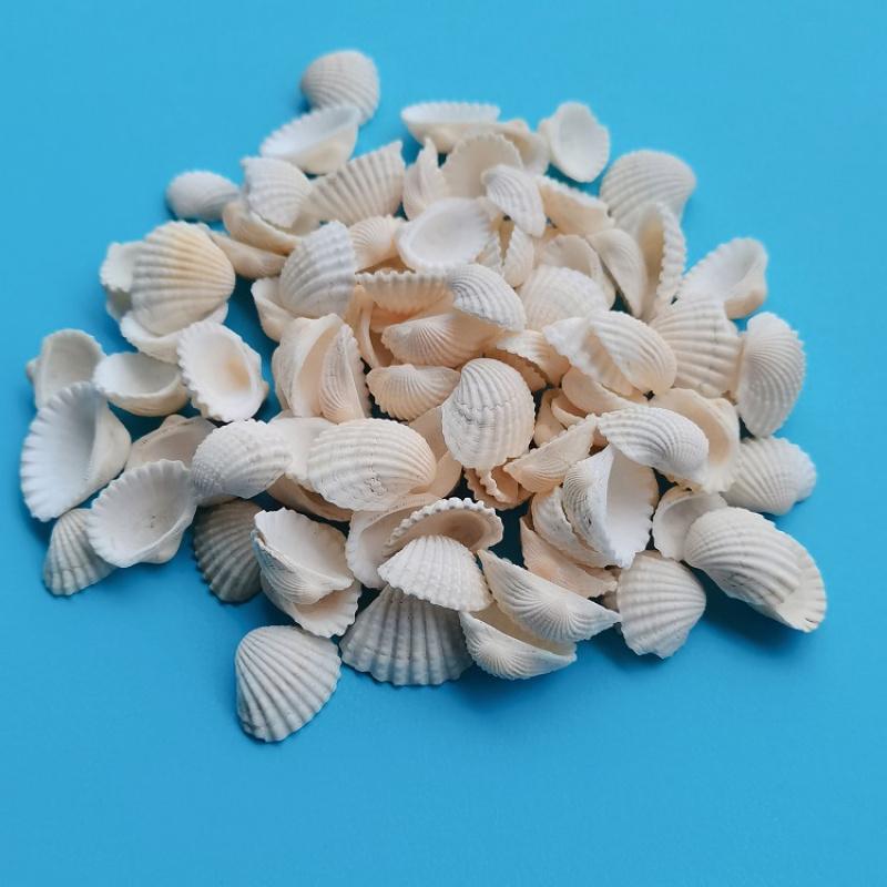 2-5cm natürliche Muschel und Schnecke, 3D-Muschelblüten-Accessoires, handgefertigte Verzierungen, Bastelmaterialien