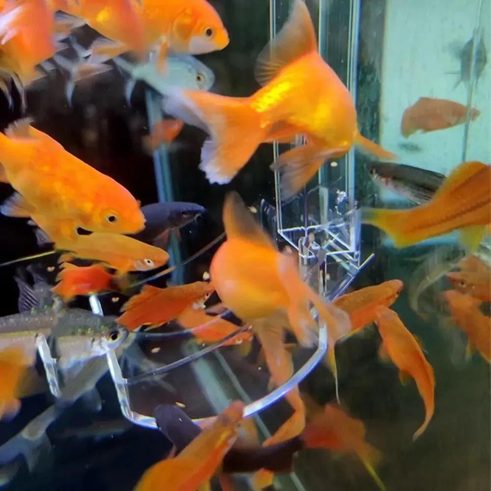 1Pcs Feeding Accessories Tools Fish Tank Feeding Tube Transparent Fish Shrimp Feeder
