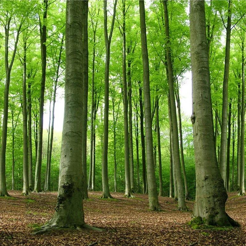 3d Wallpaper Modern Green Forest Tree Photo Wall Mural Living Room Tv Sofa Restaurant Background Wall Mural