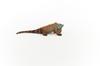Schleich Wildlife Iguana 14854