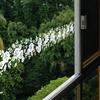Vit Blomma Rotting Väggklistermärke Elektrostatisk Glasdekal Duschspegel Dekal