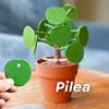 3D Printed Chinese Money Plant Ornament with Piggy Bank Pilea Food Picker Decision Tool Dinner Decider Home Kitchen Dining Room Decoration
