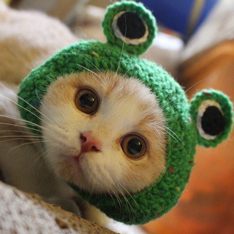 Chapeau pour animal de compagnie tricoté à la main - Chat, Chien, Design Grenouille