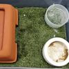 Simulation Frog Tortoise Mat Green Artificial Grass Mat Reptile Carpet  Reptile Box Decorate