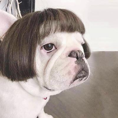 Psí paruka Pet kostýmy Pet pokrývka hlavy Vlasové kostýmy pro festival Cosplay párty