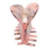 Hair Claw Clip Acetate Sheet Round Edge Sunflower Hair Clamp Clip for Birthday Makeup