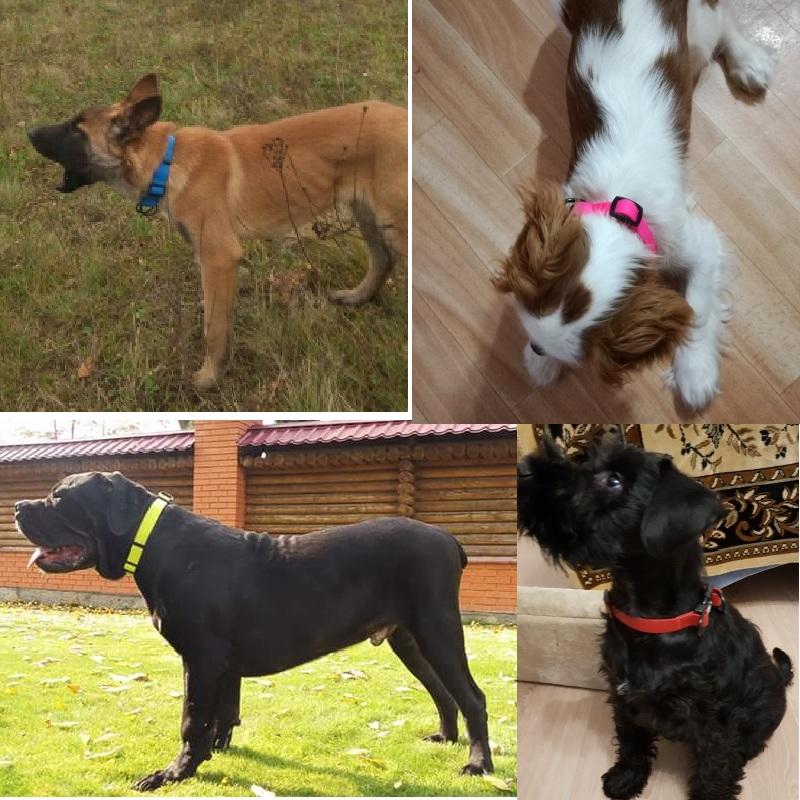 JanPet New High quality pet dog collar PVC waterproof Cat collar anti dirty easy to clean for Big small dogs puppy pet products