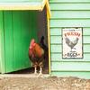Vintage Farm Fresh Eggs Metal Tin Sign for Farmhouse Coop Entryway Decoration Wall Art Decor Plaque Accessories 8x12 Inch