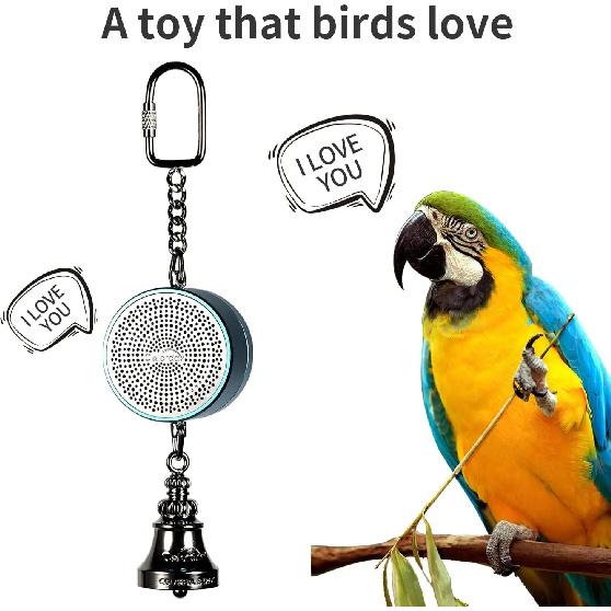 Parrot Toys to Teaching Training Bird