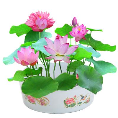 20pcs Water Lily Seed Plant Bowl Lotus Bonsai Hydroponic Aquatic Plants Seed Buy At A Low Prices On Joom E Commerce Platform