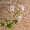 Milk-Flavored Cloud Hydrangea Artificial Flowers for Green Plants and Wedding Crafts INS Decoration