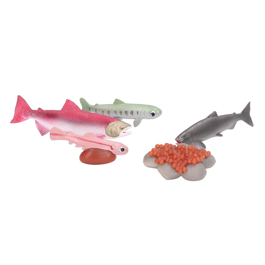Growth Cycle Model Vinyl Material Safe Odorless Vivid Real Salmon Animal Life Cycle Model for Above