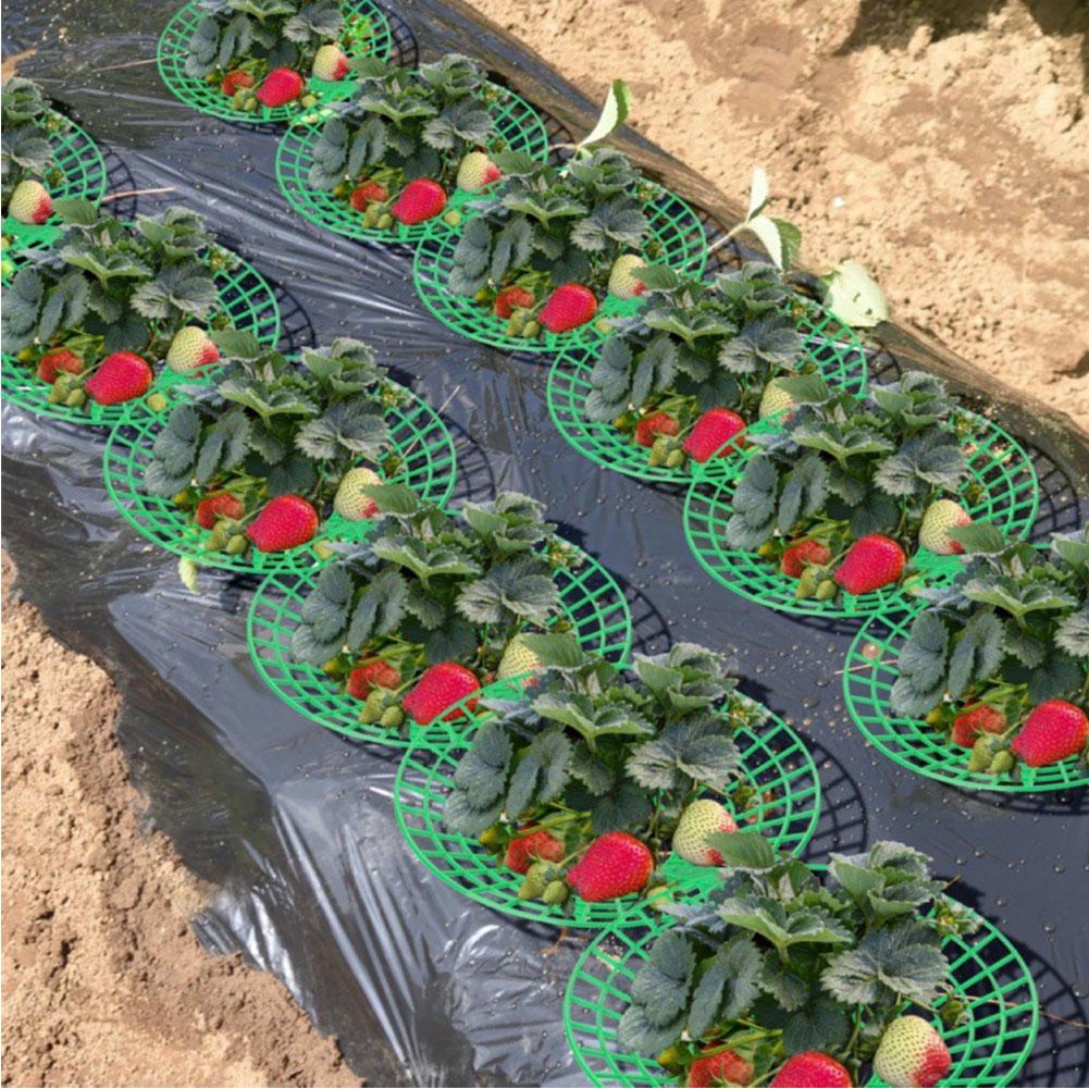 Erdbeer-Stützen Anbaurahmen Stützgestell Erdbeeren Anpflanzen Kunststoffständer Zum Schutz von Ranken Bodenkontakt vermeiden