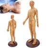 50cm / 19.7in Brass Color Acupuncture Body Model Clear Meridians Acupuncture Model
