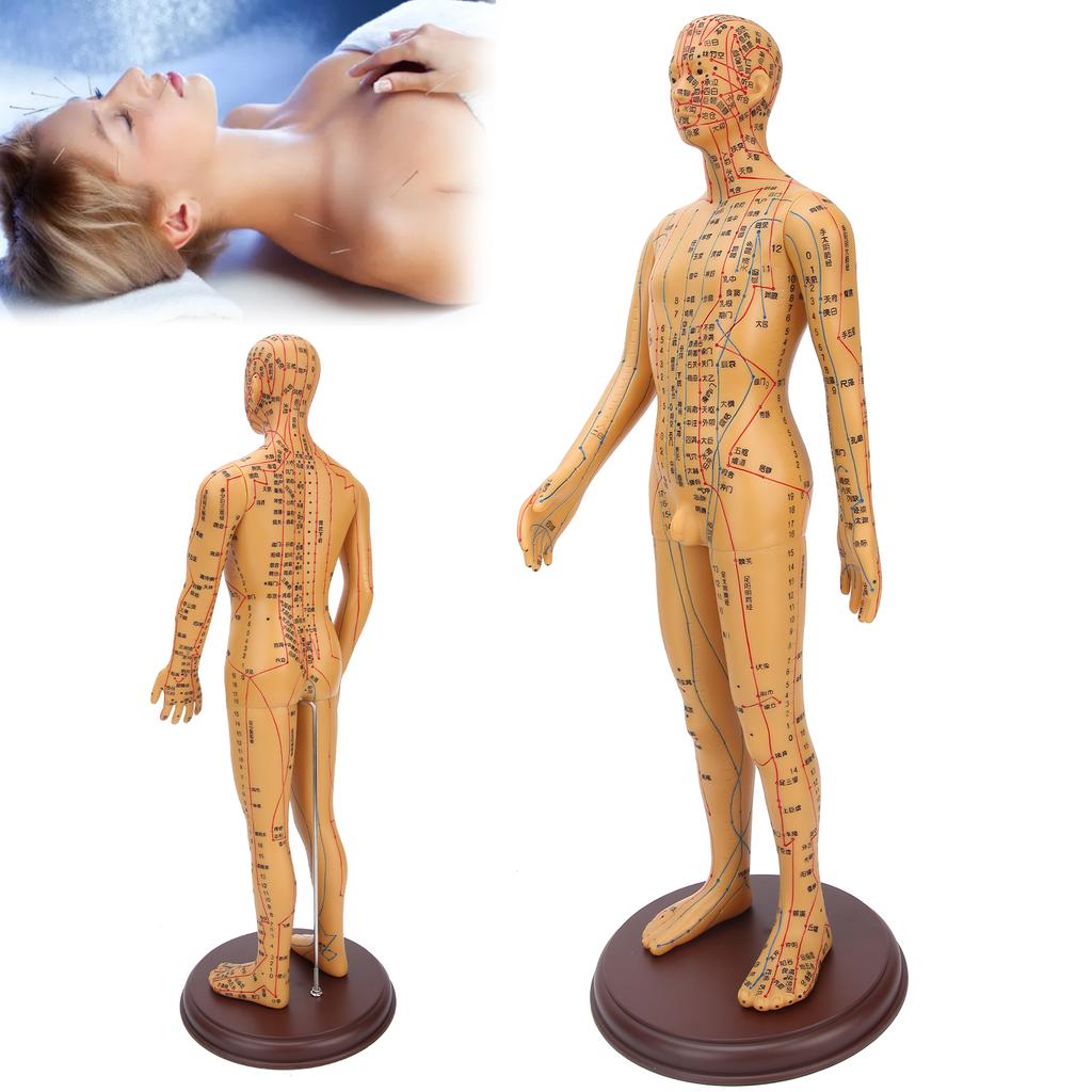 50cm / 19.7in Brass Color Acupuncture Body Model Clear Meridians Acupuncture Model